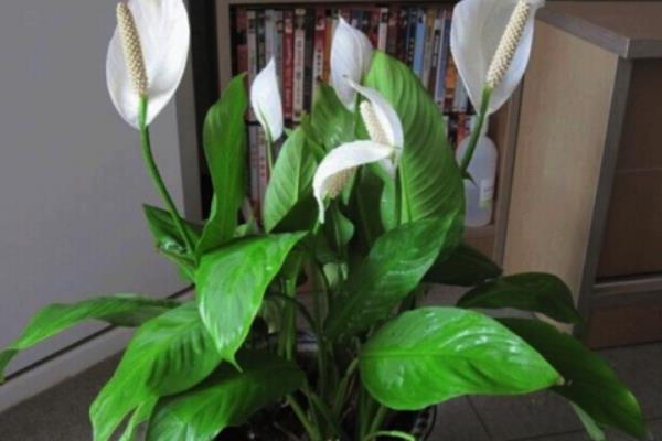 白掌多久澆一次水 白掌爛根怎么辦