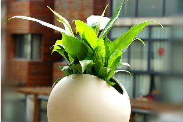 白掌圖片大全 白掌有哪些品種