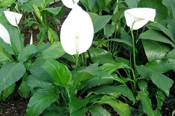 白掌吸甲醛嗎 養白掌對風水的作用