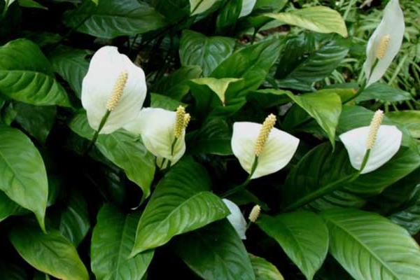 白掌吸甲醛嗎 養白掌對風水的作用