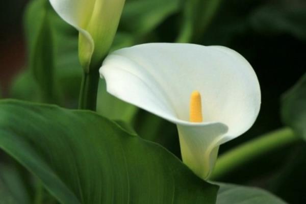 白掌吸甲醛嗎 養白掌對風水的作用
