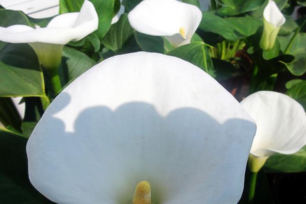 白掌吸甲醛嗎 養白掌對風水的作用
