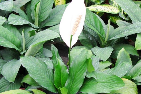 白掌吸甲醛嗎 養白掌對風水的作用