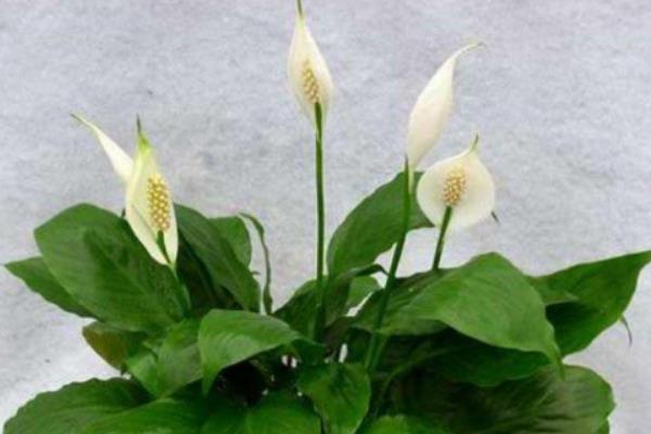 白掌吸甲醛嗎 養白掌對風水的作用