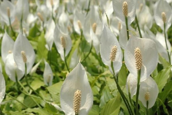 白掌葉子發黃發黑的原因及解決方法 白掌葉子下垂怎么辦