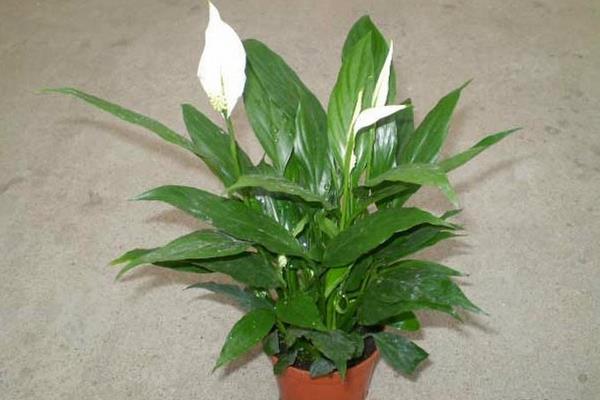 白掌和一帆風順的區別是什么 白掌的養殖方法