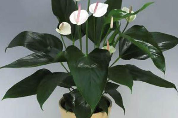 白掌和一帆風順的區別是什么 白掌的養殖方法