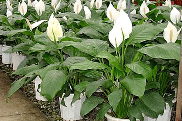 白掌和一帆風順的區別是什么 白掌的養殖方法