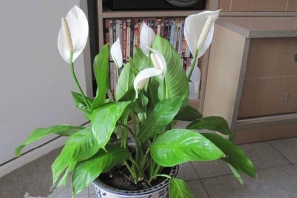 白掌和一帆風順的區別是什么 白掌的養殖方法