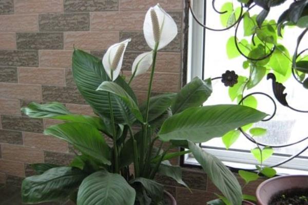 白掌和一帆風順的區別是什么 白掌的養殖方法