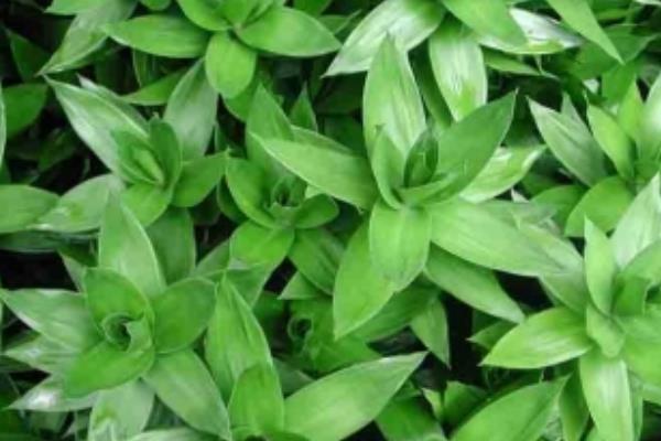 富貴竹怎么養(yǎng) 富貴竹養(yǎng)殖方法與注意事項(xiàng)