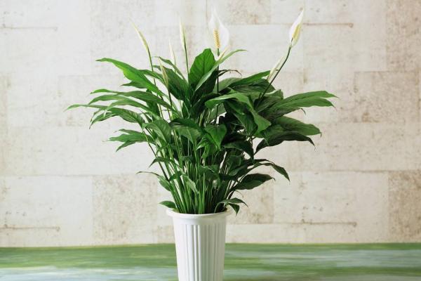 馬蹄蓮能放在臥室嗎 家庭養馬蹄蓮對風水的作用
