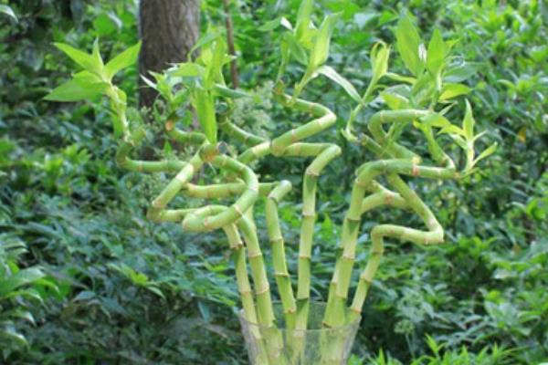 富貴竹怎么水養(用什么水養) 家庭水培富貴竹的養殖方法與技巧