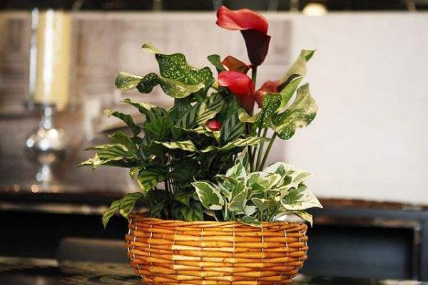 馬蹄蓮能放在臥室嗎 家庭養馬蹄蓮對風水的作用