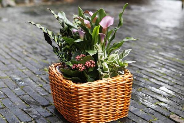 馬蹄蓮能放在臥室嗎 家庭養馬蹄蓮對風水的作用