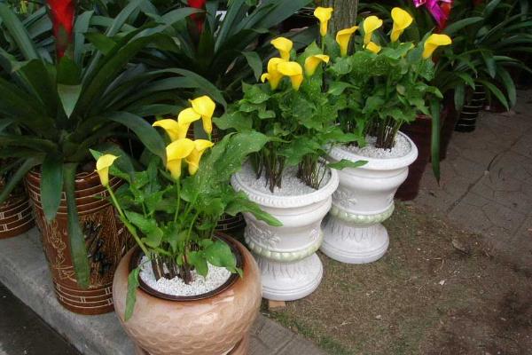 馬蹄蓮能放在臥室嗎 家庭養馬蹄蓮對風水的作用