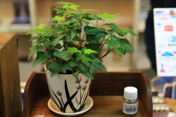 馬蹄蓮能放在臥室嗎 家庭養馬蹄蓮對風水的作用