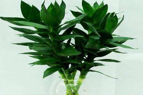 富貴竹怎么水養(用什么水養) 家庭水培富貴竹的養殖方法與技巧