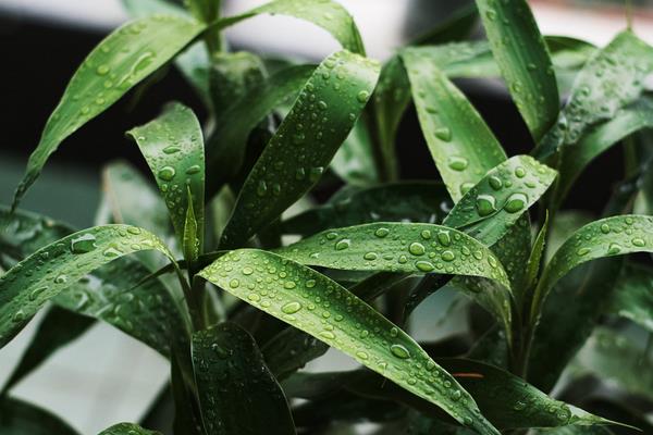 富貴竹怎么水養(用什么水養) 家庭水培富貴竹的養殖方法與技巧