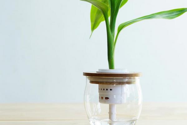 富貴竹怎么水養(用什么水養) 家庭水培富貴竹的養殖方法與技巧