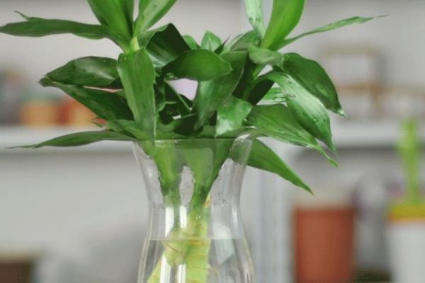 富貴竹怎么水養(用什么水養) 家庭水培富貴竹的養殖方法與技巧