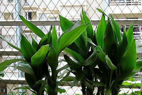 富貴竹禁忌擺放位置 富貴竹放在哪里招財