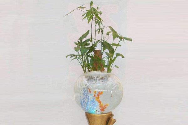 馬蹄蓮水培方法 水培馬蹄蓮注意事項