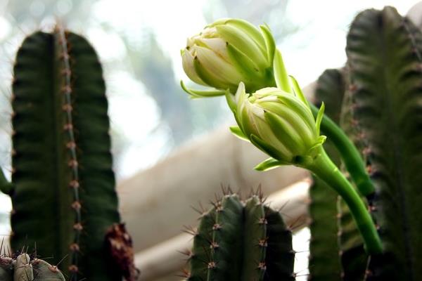 仙人掌的功效與作用及禁忌 仙人掌的用途有哪些