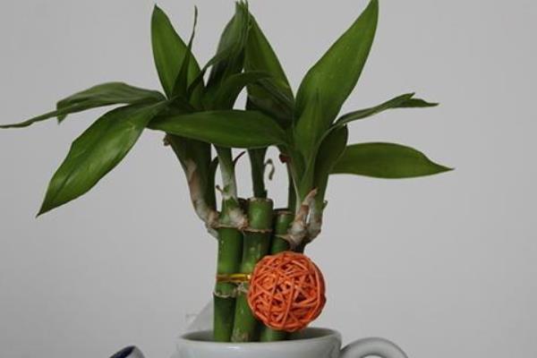 富貴竹圖片大全（盆栽、盆景、水培） 富貴竹是轉運竹嗎