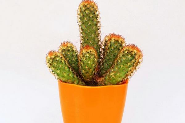 仙人掌圖片大全 仙人掌有哪些種類