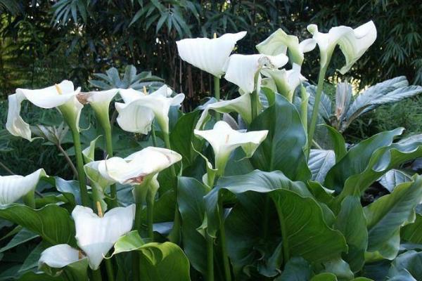 馬蹄蓮有哪些品種 馬蹄蓮葉子發黃打卷發軟怎么辦