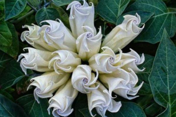 曼陀羅花圖片大全 曼陀羅花語 曼陀羅花又叫什么