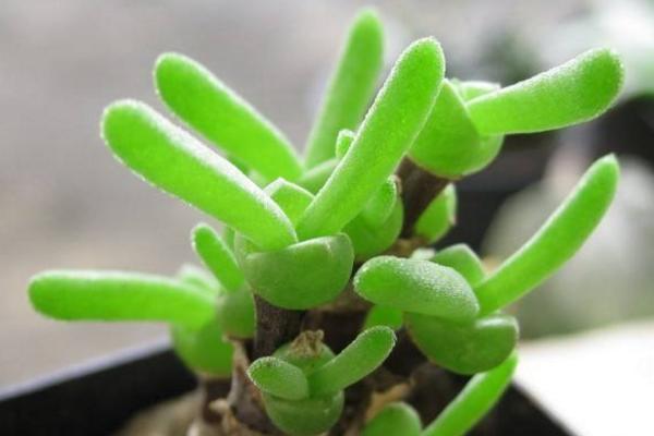 多肉植物番杏養殖方法與注意事項 碧光環和枝干番杏的區別