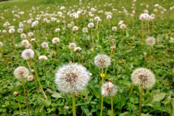 蒲公英的功效與作用及禁忌 蒲公英的食用方法