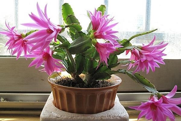 蟹爪蘭一年開幾次花（什么時候開） 蟹爪蘭不開花怎么辦