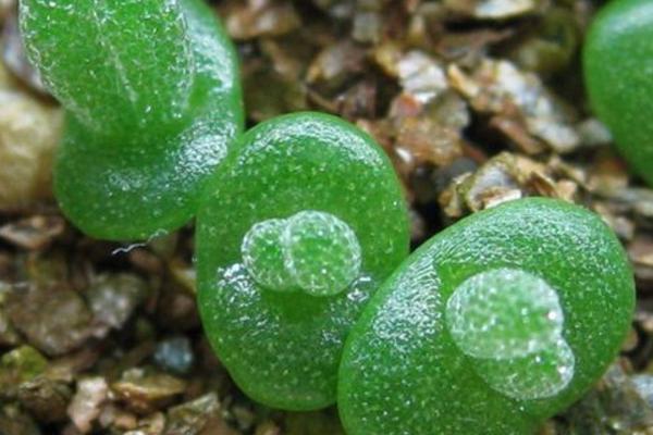 多肉植物番杏養殖方法與注意事項 碧光環和枝干番杏的區別