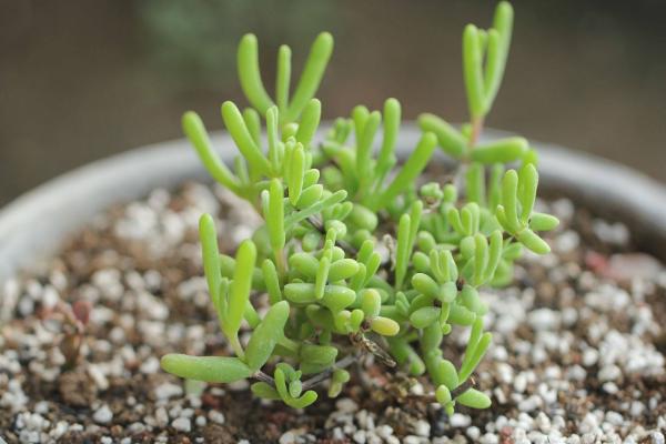 多肉植物番杏養殖方法與注意事項 碧光環和枝干番杏的區別