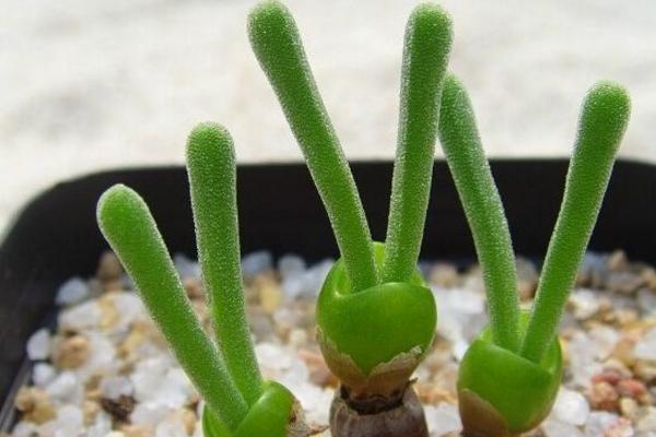 多肉植物番杏養殖方法與注意事項 碧光環和枝干番杏的區別