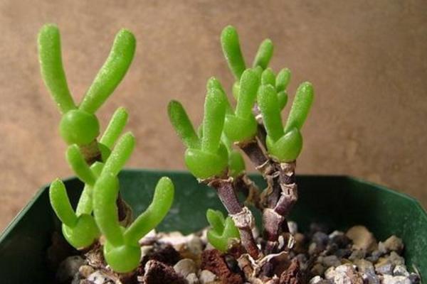 多肉植物番杏養殖方法與注意事項 碧光環和枝干番杏的區別