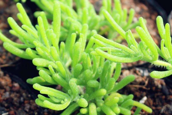 多肉植物番杏養殖方法與注意事項 碧光環和枝干番杏的區別