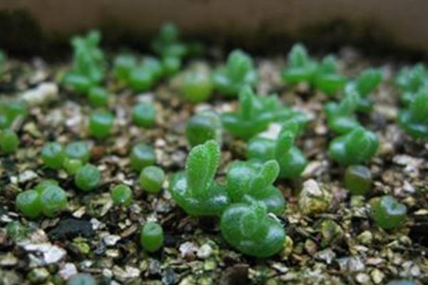 多肉植物番杏養殖方法與注意事項 碧光環和枝干番杏的區別