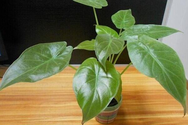 滴水觀音秋季管理方法 水培滴水觀音的養(yǎng)殖方法