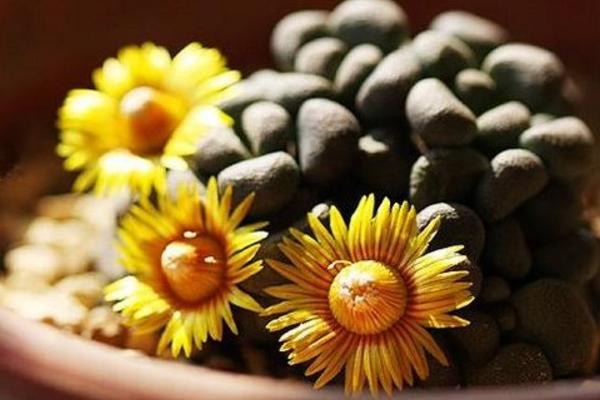 多肉植物唐扇怎么養(yǎng) 唐扇養(yǎng)殖方法與注意事項