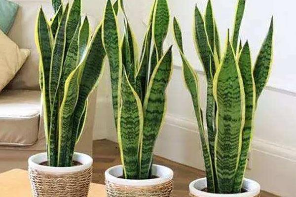 虎皮蘭圖片大全 虎皮蘭有哪些品種