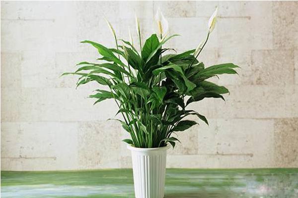 白掌有毒嗎 臥室能養白掌嗎