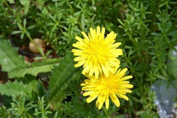 蒲公英的花是什么顏色 蒲公英像什么