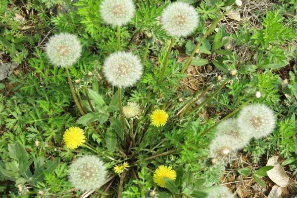 蒲公英根怎么加工 蒲公英根有什么用處