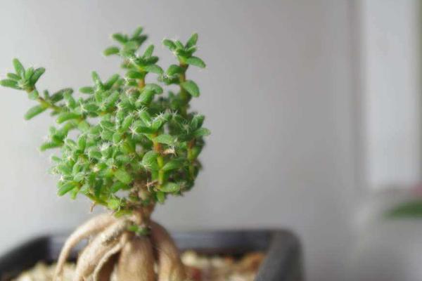 姬紅小松繁殖方法 姬紅小松如何養塊根