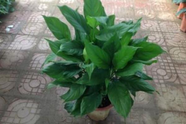 萬年青圖片大全 萬年青有多少種