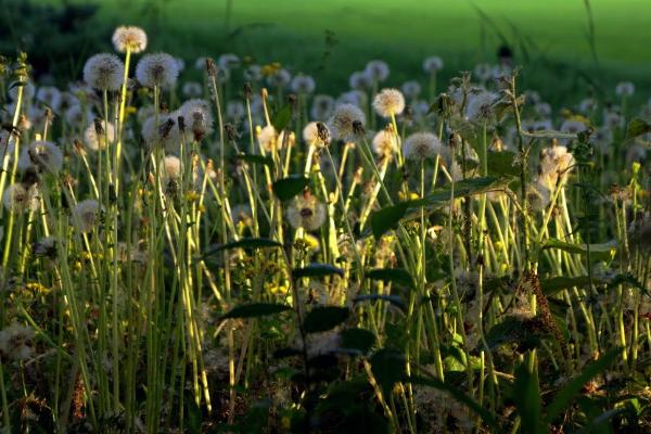 蒲公英什么季節有（幾月份） 蒲公英的生長環境